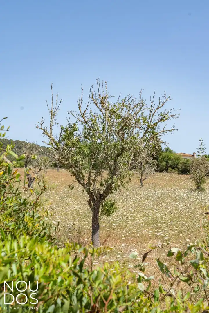 Terrenys i solars en venda a Llucmajor pueblo, imagen 8