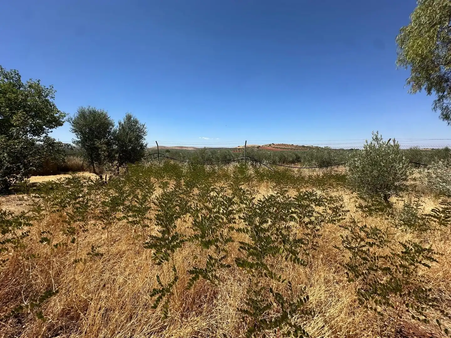 Rural land for sale in Carretera Valdepeñas-Ciudad Real, imagen 96