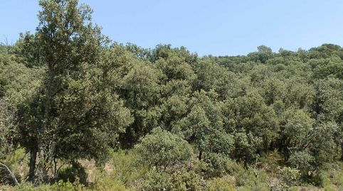 finca en venta 118 has. recreo a 130 km. de Madrid en Guadalajara, immagine 3