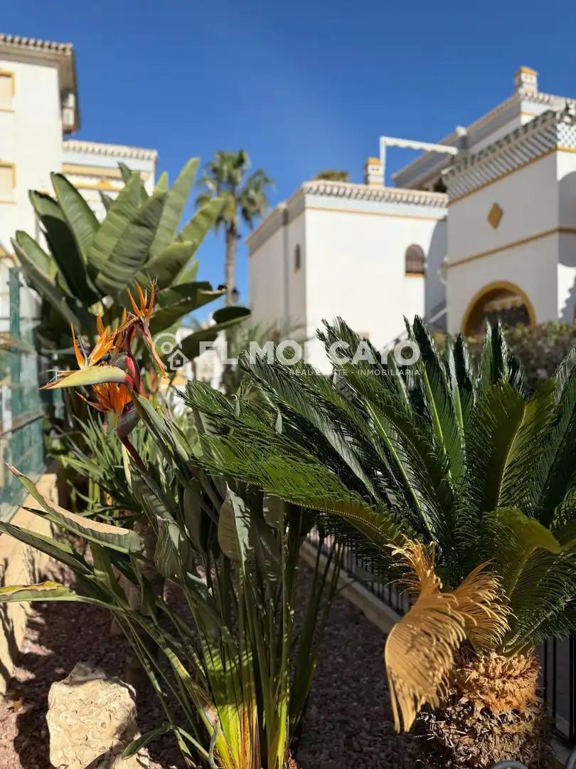 Vista exterior de Casa o chalet en venta en Torrevieja con Jardín privado, Terraza y Trastero
