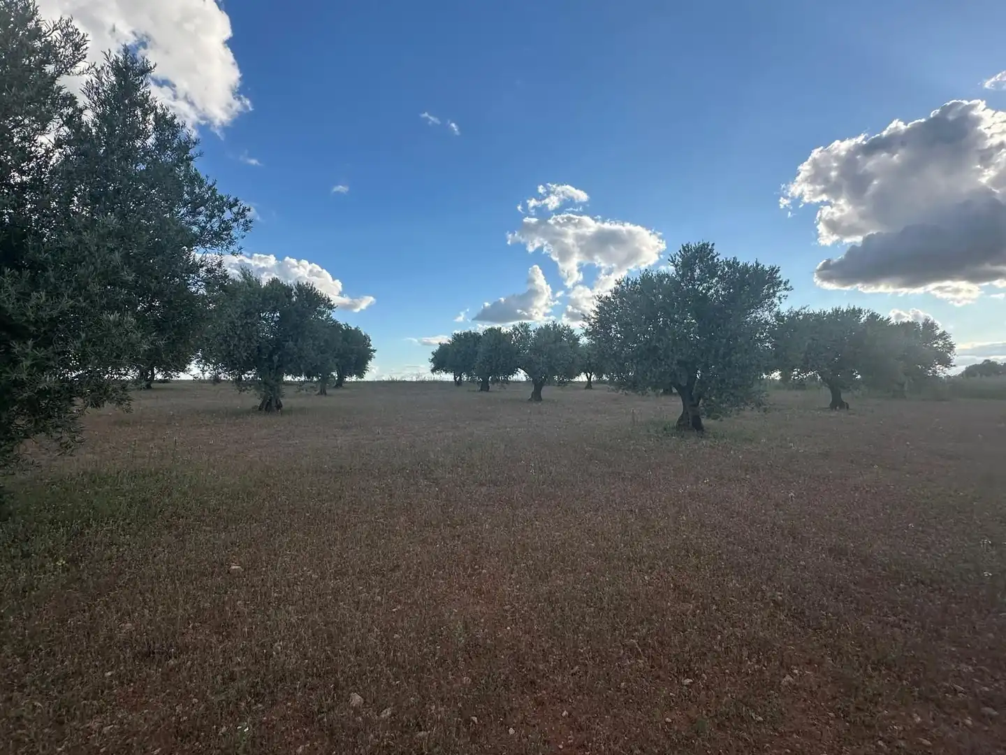 Terreno rústico en venta en Boca Zorra, imagen 5
