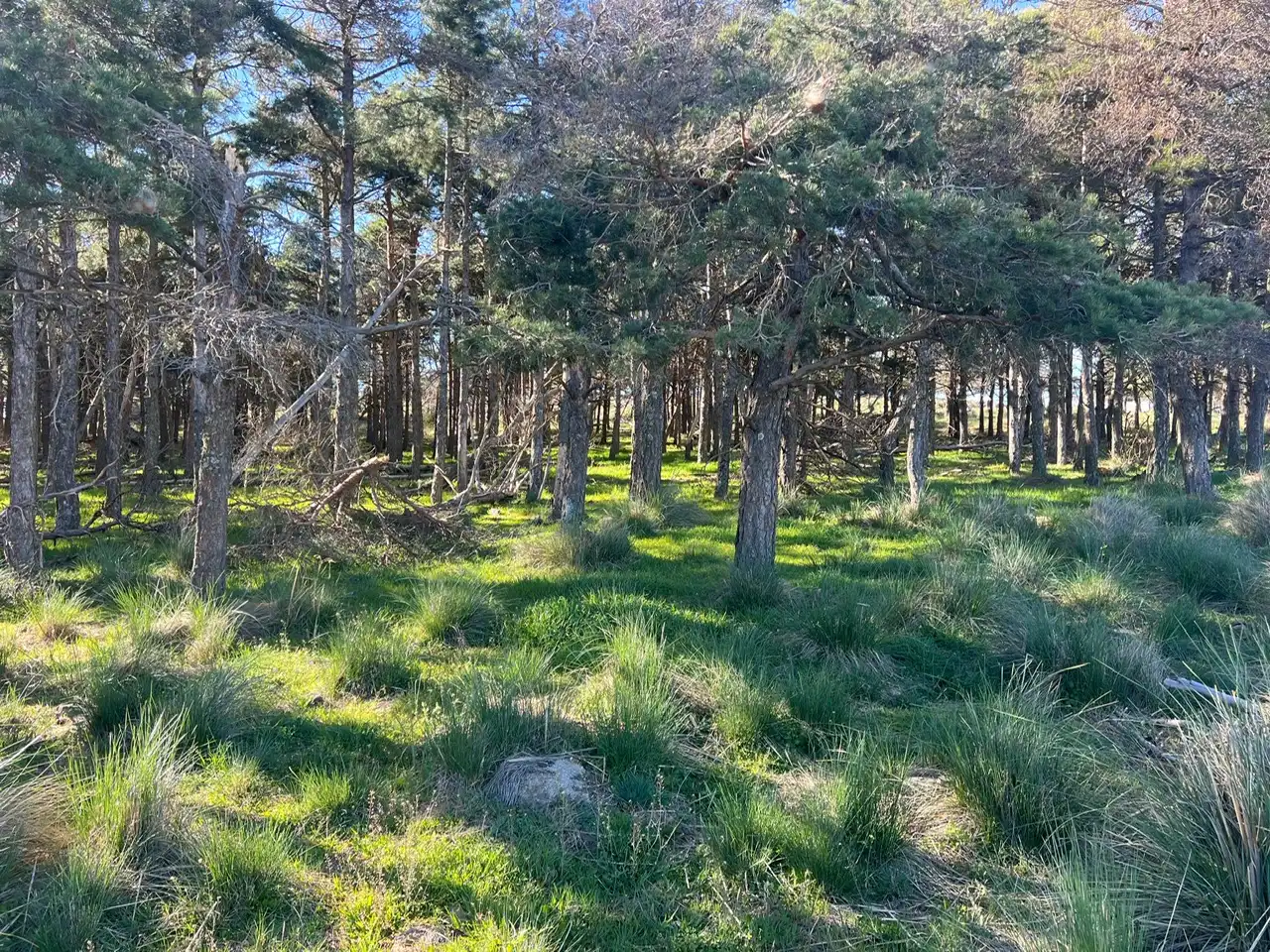 Terreni e lotti in vendita a Tornadizos de Ávila, imagen 19