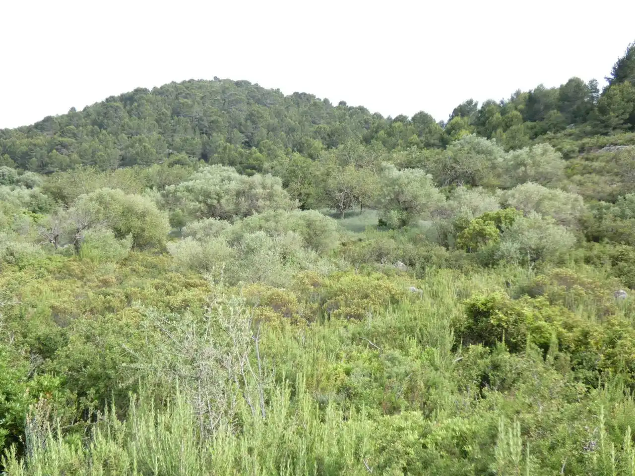 Rural land for sale in Pueblo, imagen 4