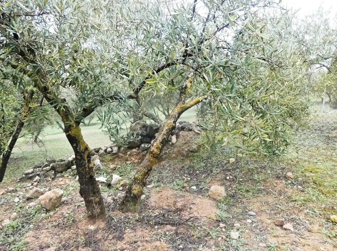 Terrain rustique à vendre à Peligros
