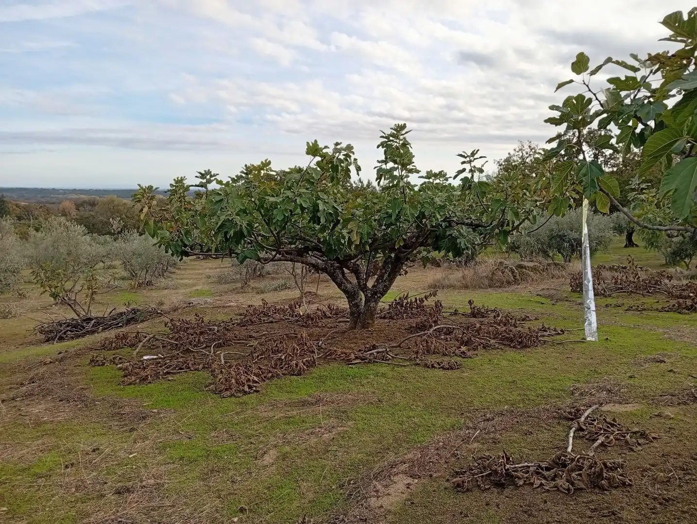 Terreni e lotti in vendita a Villanueva de la Vera, imagen 49
