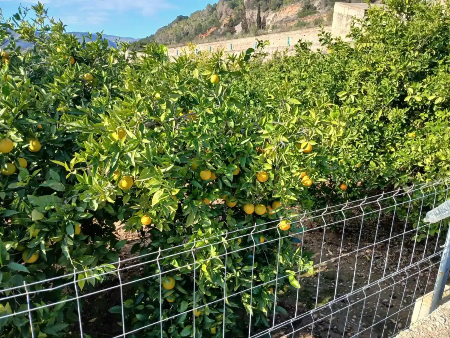 Vista exterior de Finca rústica en venda en L'Atzúbia