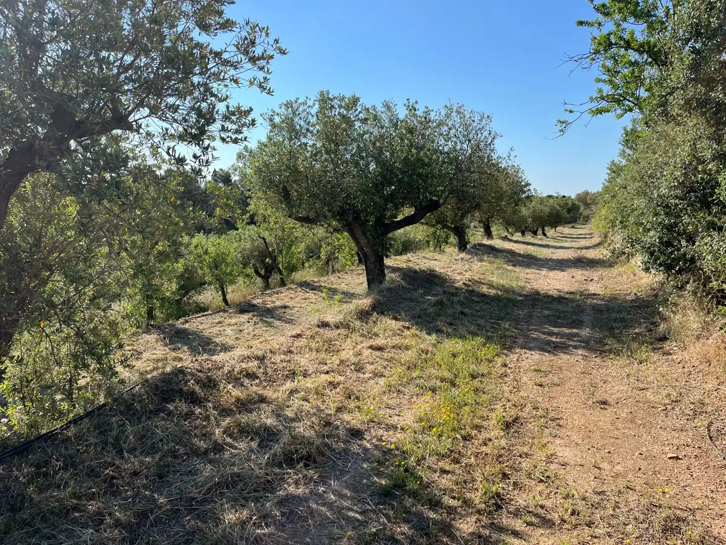 Rural land for sale in Carrer dels Jocs Olímpics 1, imagen 4