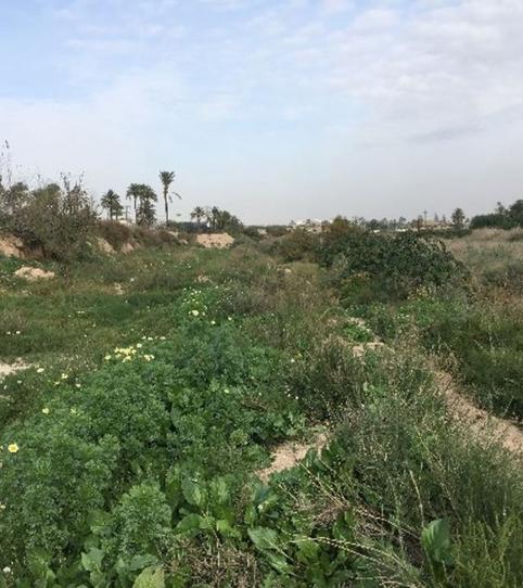 Photo 2 of Industrial land for sale in Partida Partida de Algorós, Sector V, Alicante