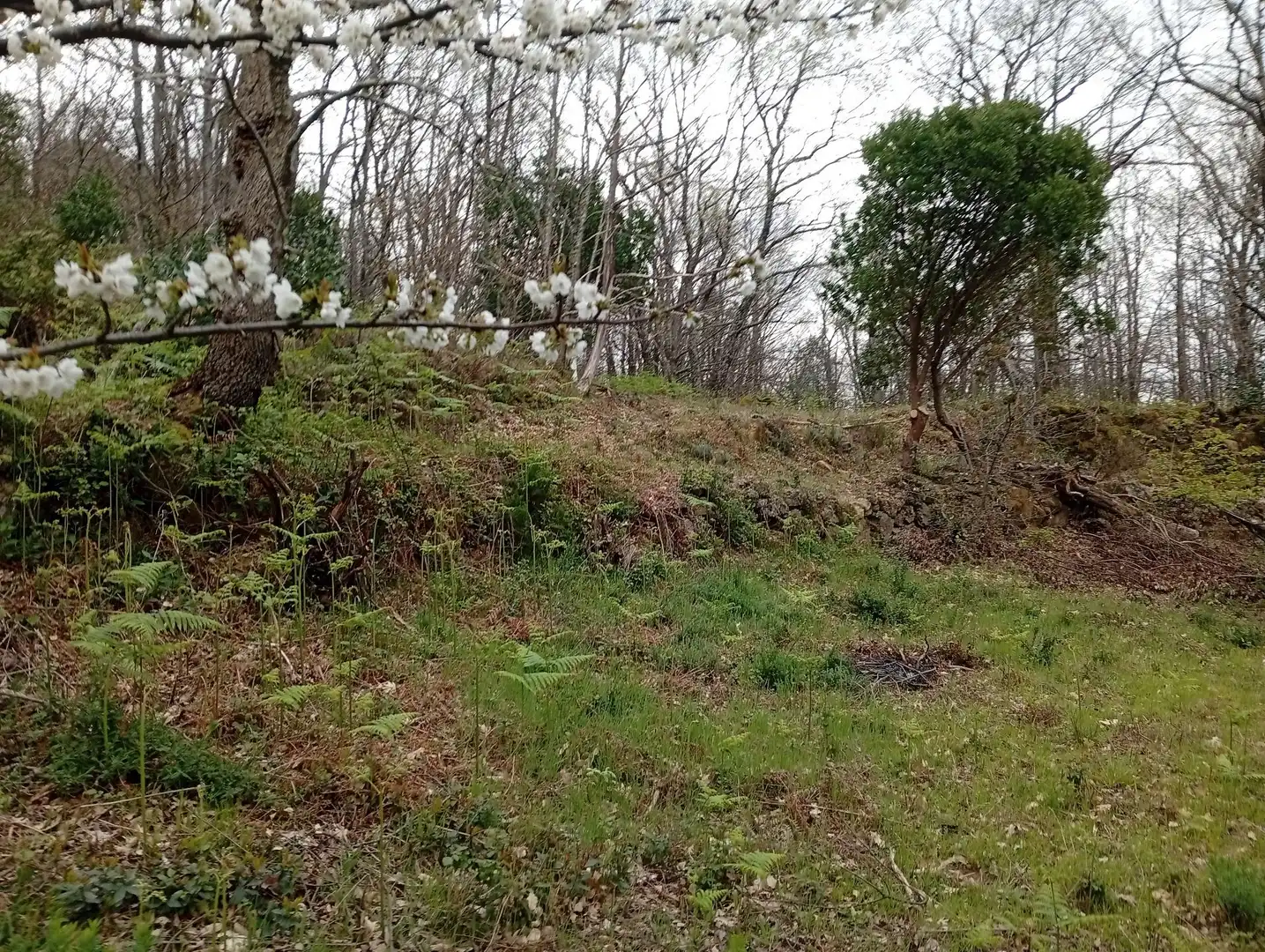 Terreni e lotti in vendita a Valverde de la Vera, imagen 49