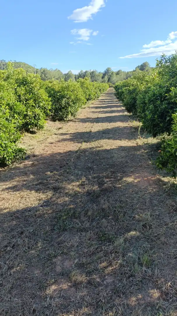 Rural land for sale in Vilamarxant, imagen 2