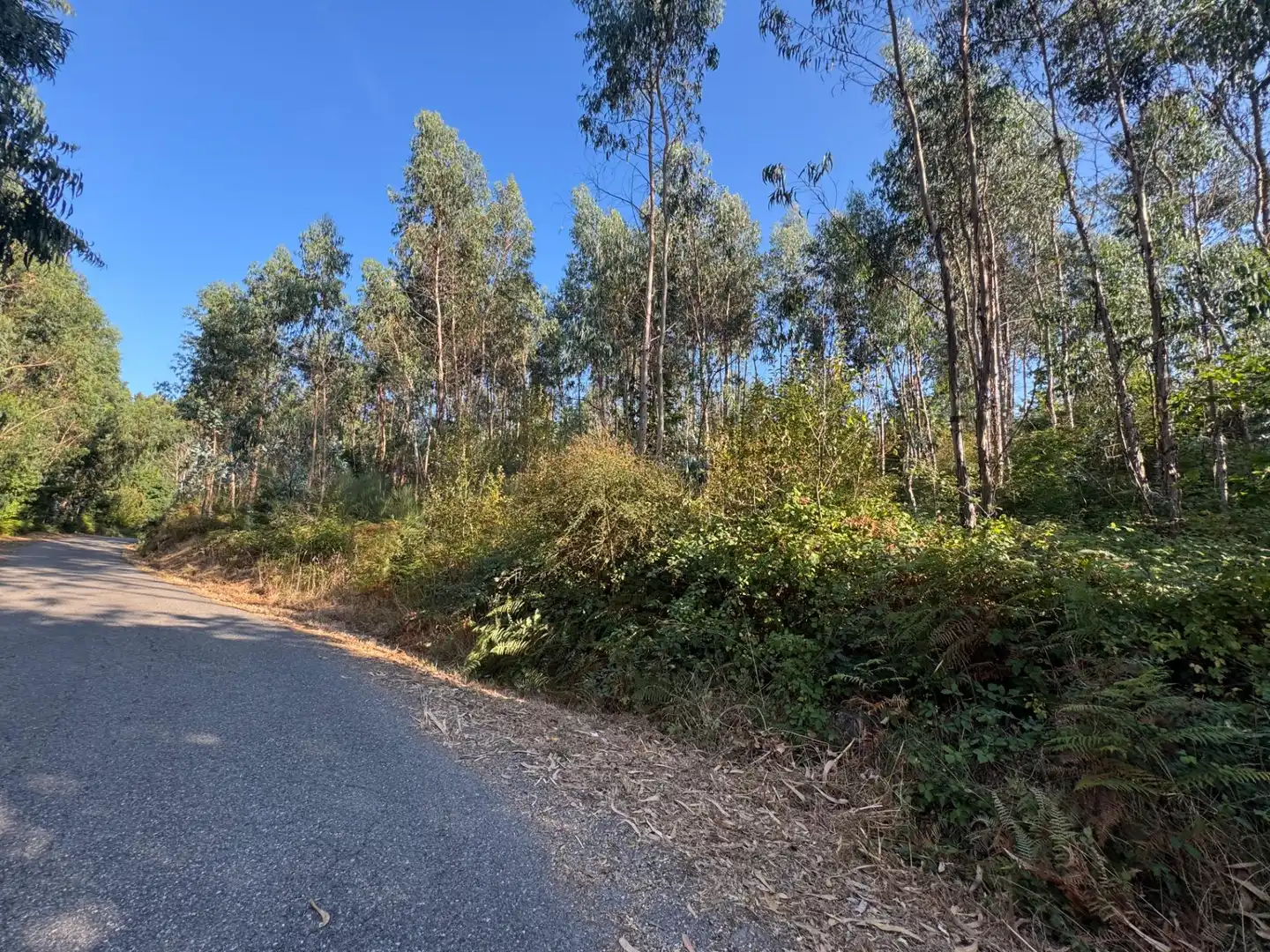 Lands and plots for sale in Lugar EIDO VELLO-BUDIÑO, imagen 10