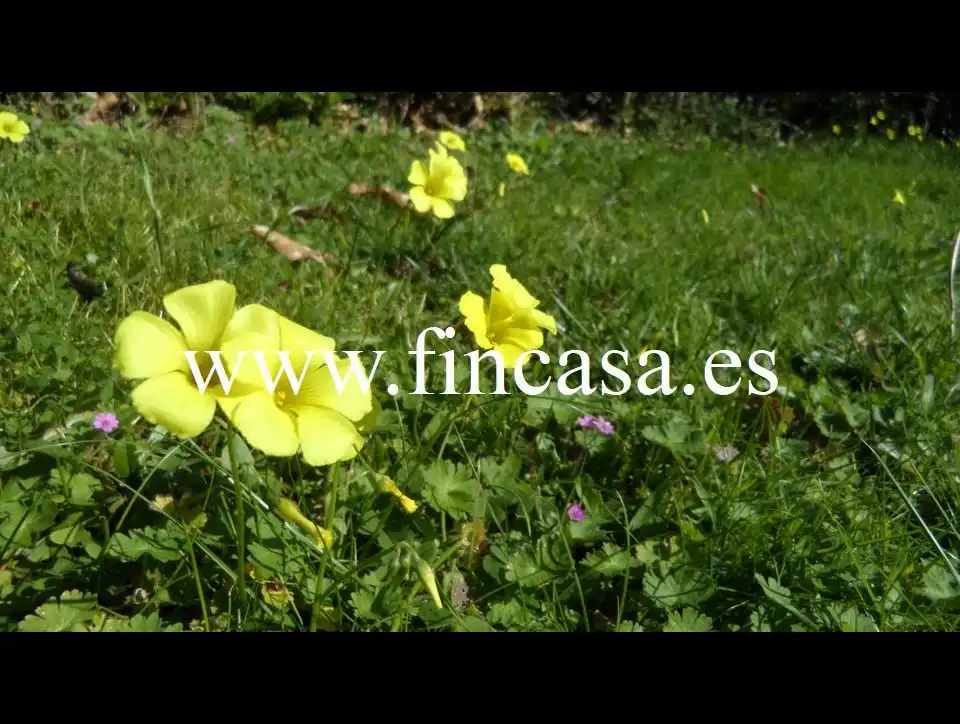 Garden of Houses for sale in Vigo   with Private garden, Parquet flooring and Terrace