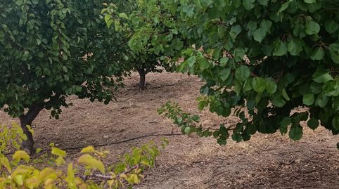 Finca rústica de 50.000 m2 con nave, luz, agua y 950 albaricoqueros en producción, imatge 5