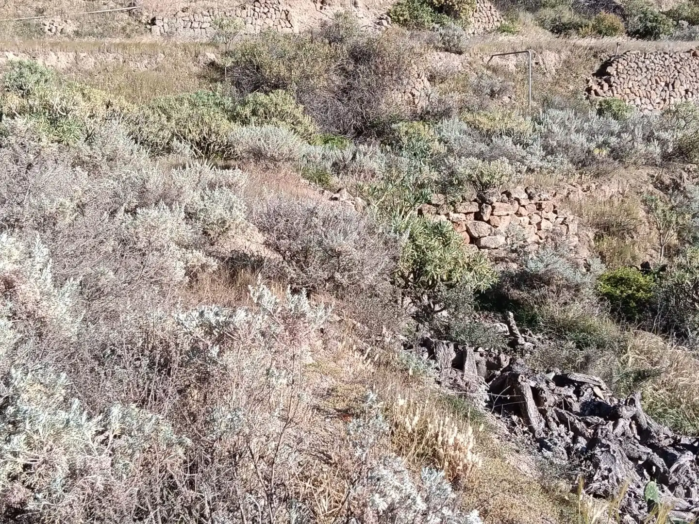 Land for sale in Fasnia
