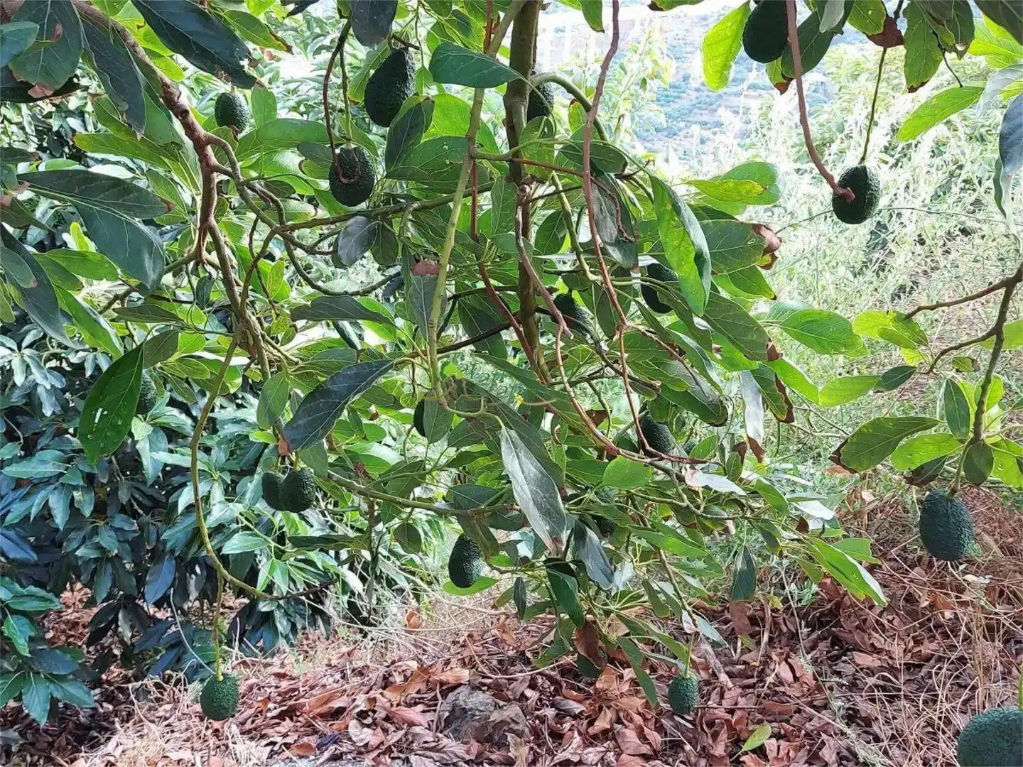 Jardí de Finca rústica en venda en Almuñécar