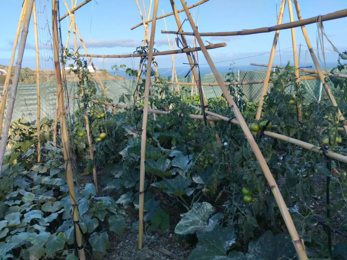 Garten von Grundstücke zur Miete in Candelaria