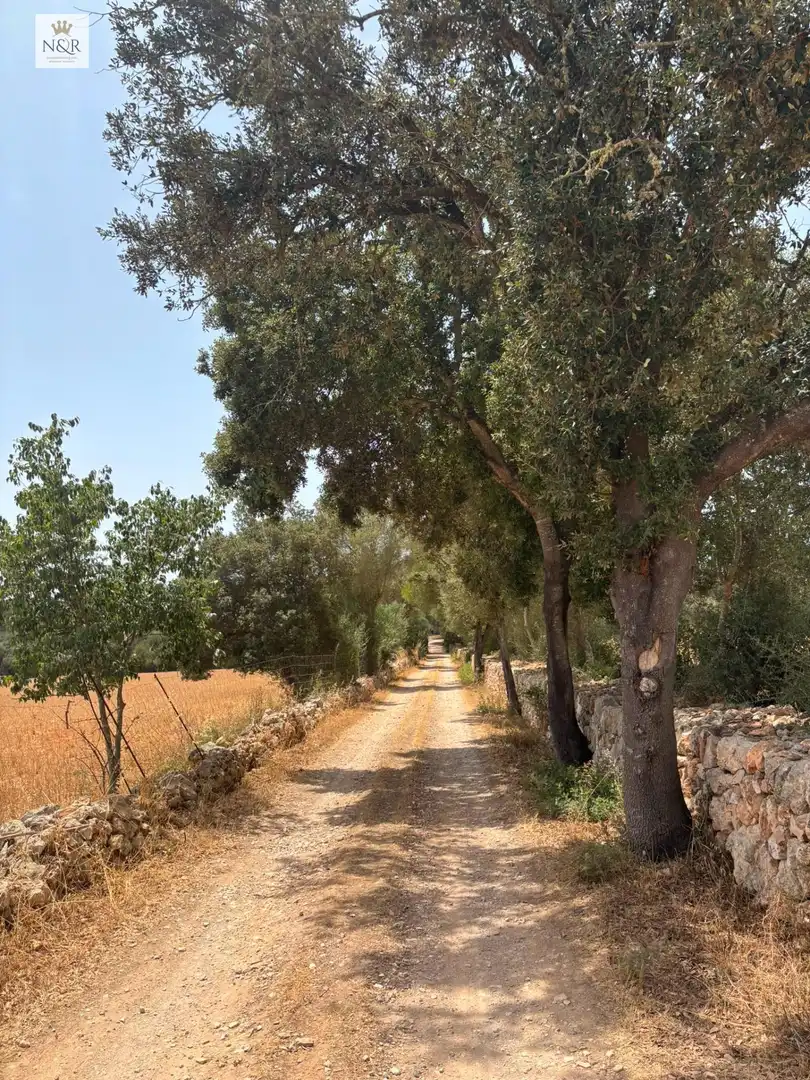 Vista exterior de Finca rústica en venta en Sencelles