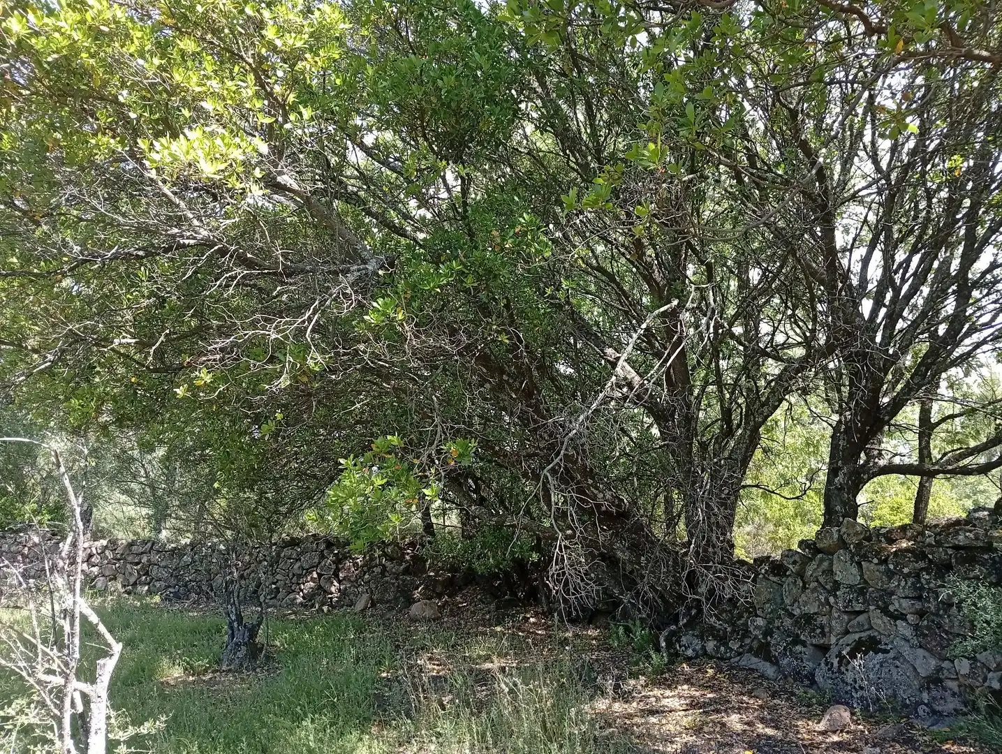 Terreni e lotti in vendita a Villanueva de la Vera, imagen 103