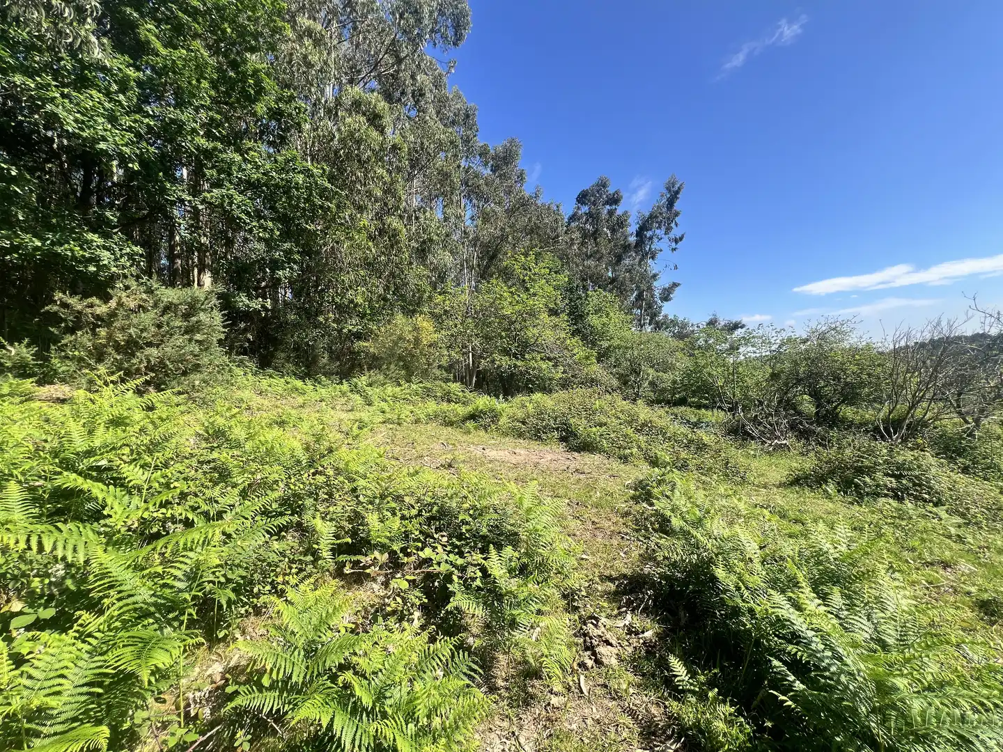 Detached homes for sale in Castrillón