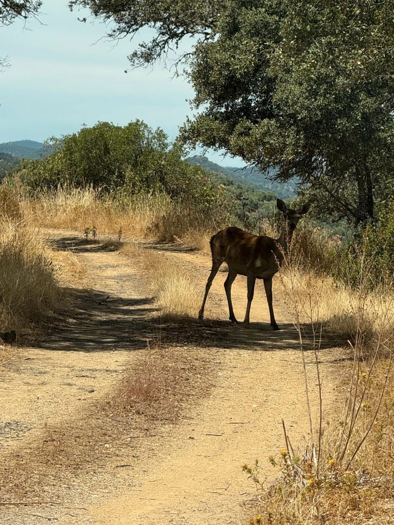 Exterior view of Country house for sale in Villaviciosa de Córdoba  with Air Conditioner, Heating and Terrace
