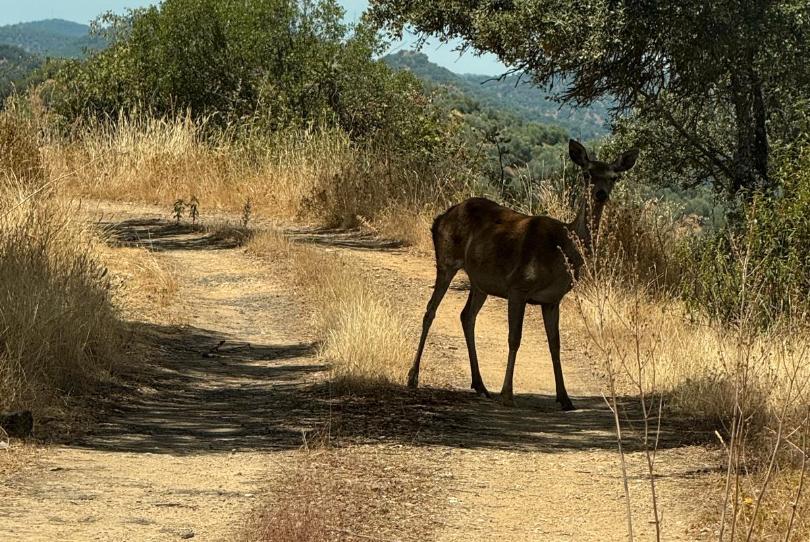 Foto 1 de Finca rústica en venda a Villaviciosa de Córdoba, Córdoba