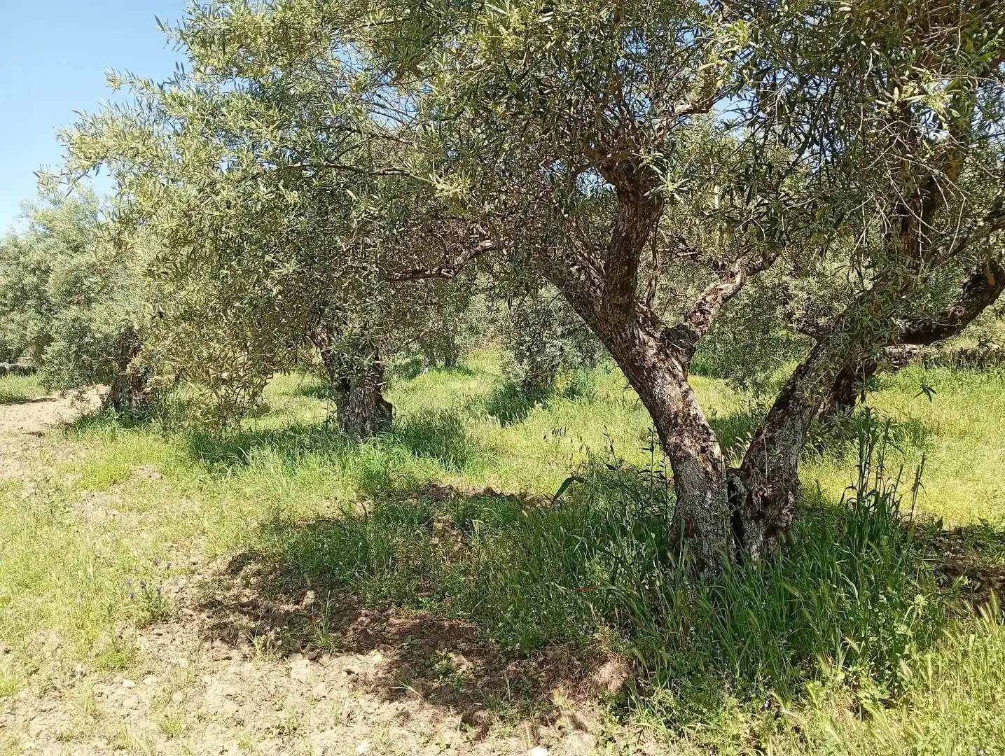 Terreni e lotti in vendita a Villanueva de la Vera, imagen 80