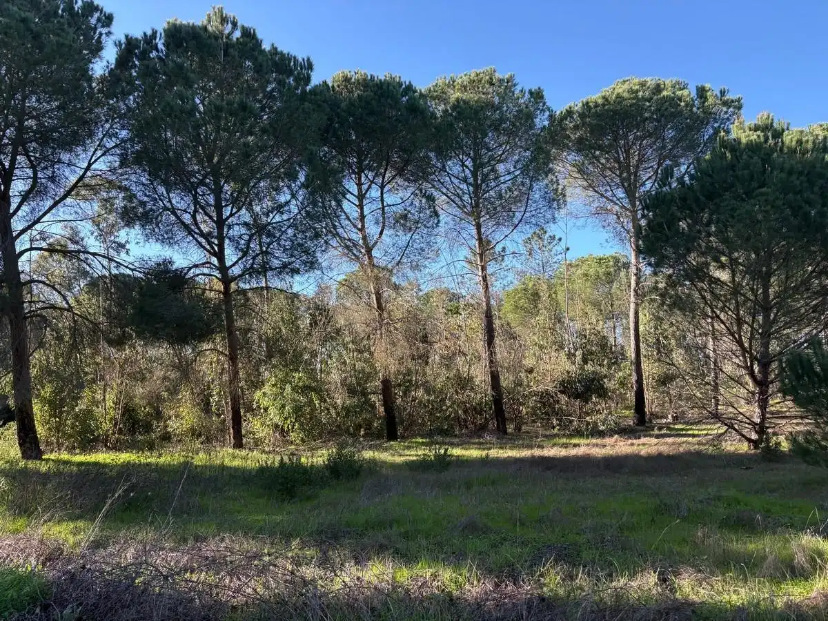 Terrenos y solares en venta en Rociana del Condado, imagen 7