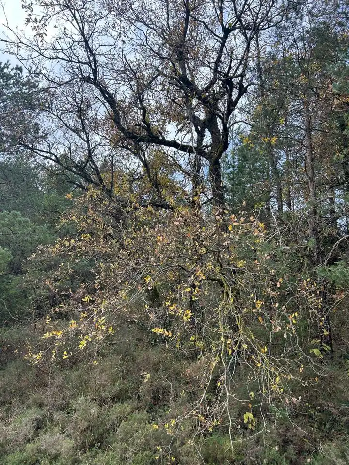 Land for sale in Kuartango