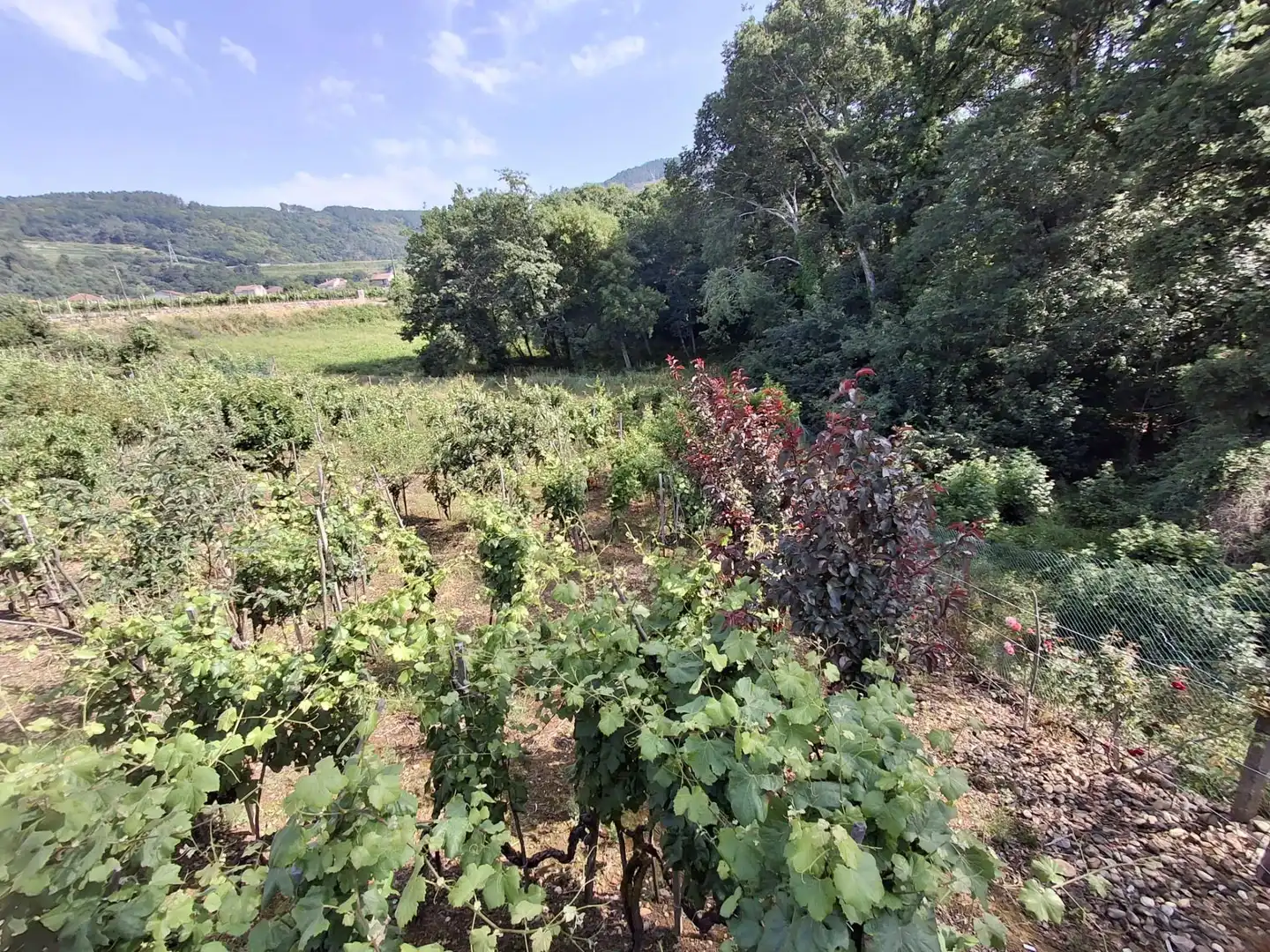 Casa o chalet en venta en Cenlle con Calefacción, Jardín privado y Terraza