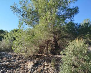 Land for sale in Vilanova d'Alcolea