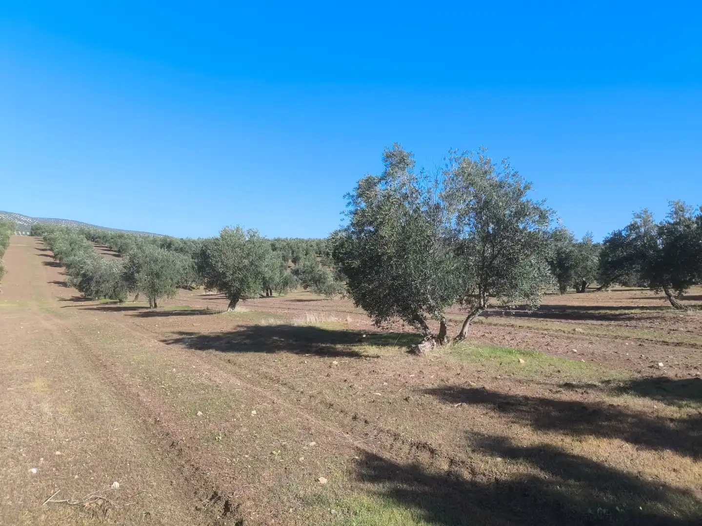 Terreni e lotti in vendita a Villanueva de la Reina, imagen 2