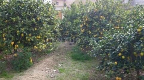 Photo 5 of Land for sale in Camino de Los Pinos, San José de la Vega, Murcia