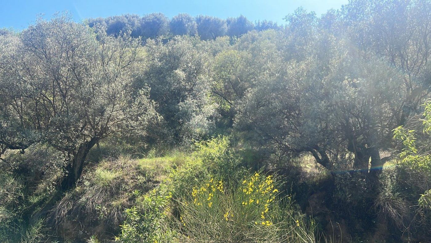 Country house for sale in El Valle