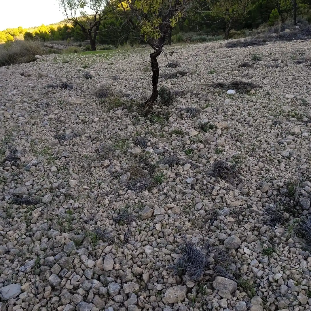 Terreny rústic en venda a La Romana, imagen 18
