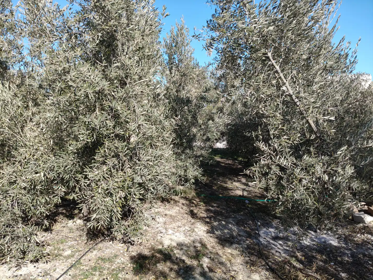 Terreno rústico en venta en Cortes de Baza, imagen 2