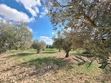 Rustikales Grundstück zum Verkauf in El Pinós / Pinoso
