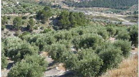 Terreno rústico en venta en pre. lietor, polig 6, Pegalajar, Jaén, immagine 2