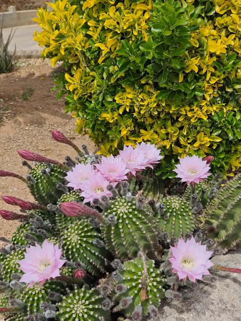 Xalet amb jardí en venda a Calle Carrera de la Virgen 22, imagen 2
