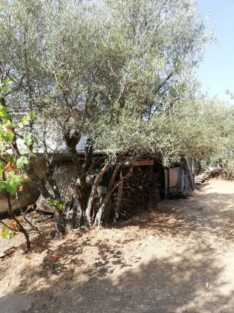 Vista exterior de Finca rústica en venda en Plasencia amb Jardí privat, Traster i Piscina