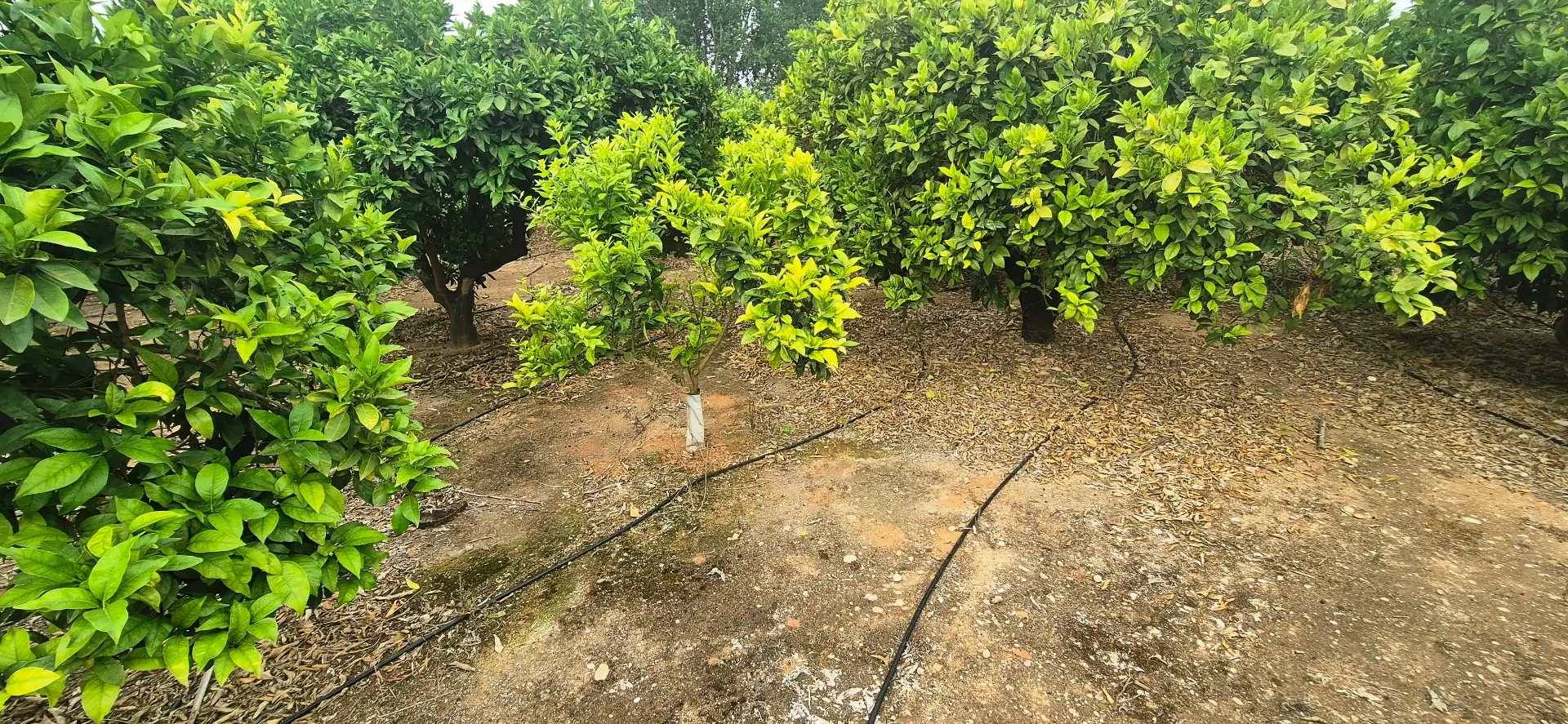 Finca rústica en venda en Gandia amb Jardí privat, Terrassa i Moblat
