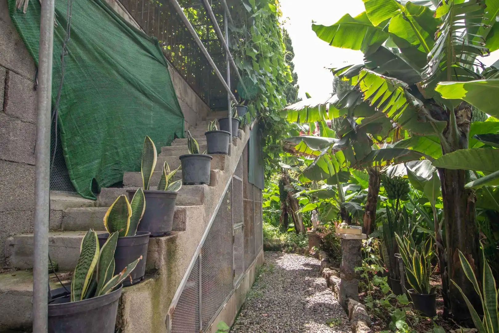 Jardí de Casa o xalet en venda en Icod de los Vinos amb Jardí privat, Terrassa i Traster