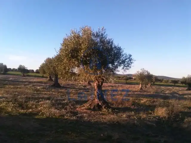 Terreni e lotti in vendita a Valsequillo, imagen 7