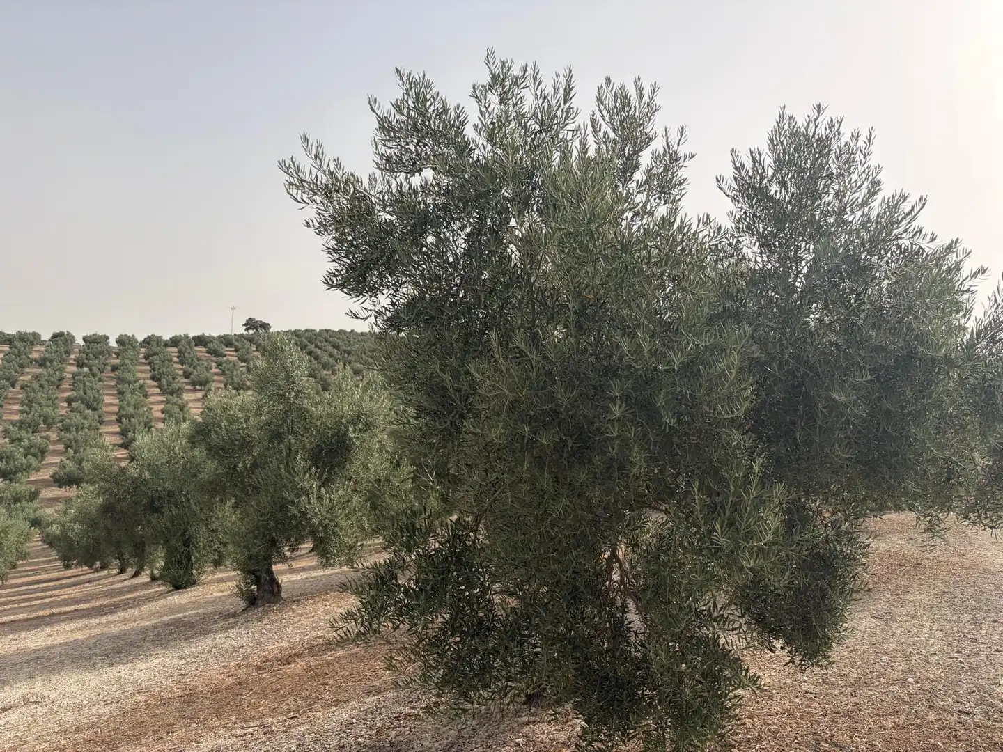 Rural land for sale in Iznalloz, imagen 14