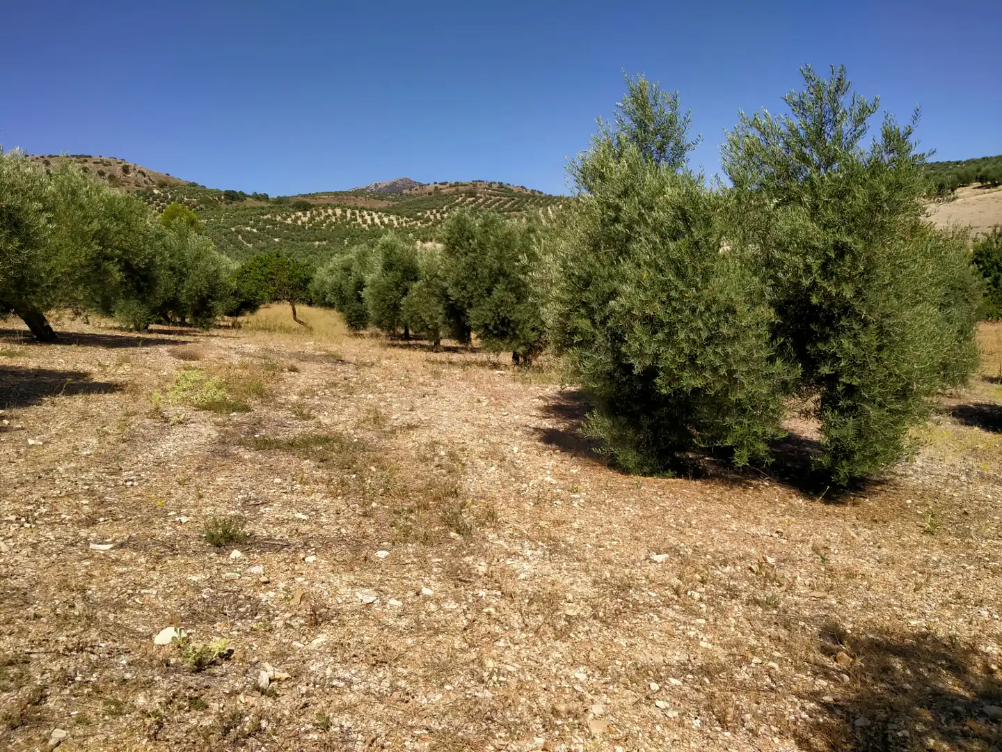 Rural land for sale in Calle Medina del Campo, imagen 20