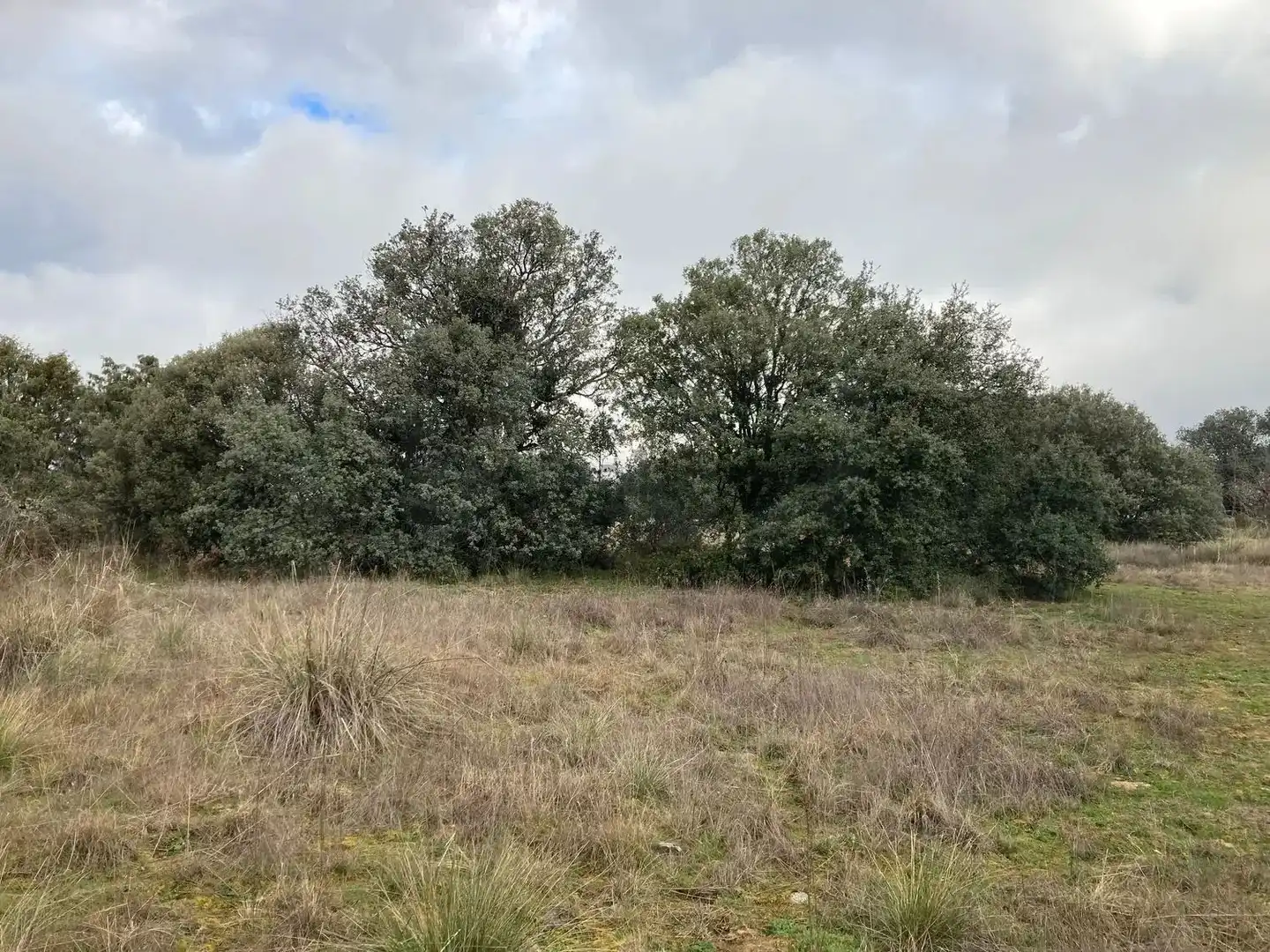 Residential land for sale in Urbanización Sotogrande 3, imagen 8