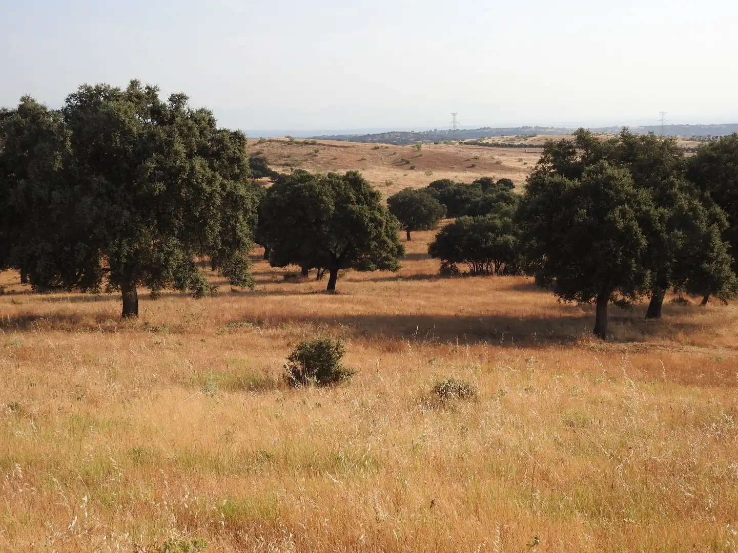 Land for sale in Villar del Pedroso