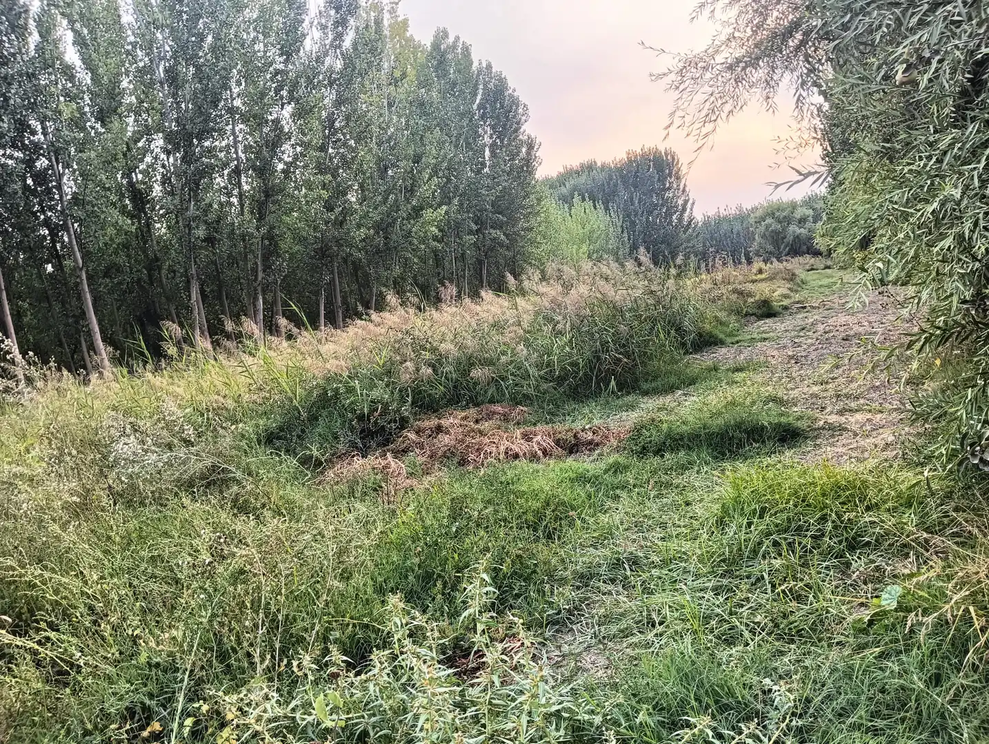 Rural land for sale in Paseo del Prado, imagen 2