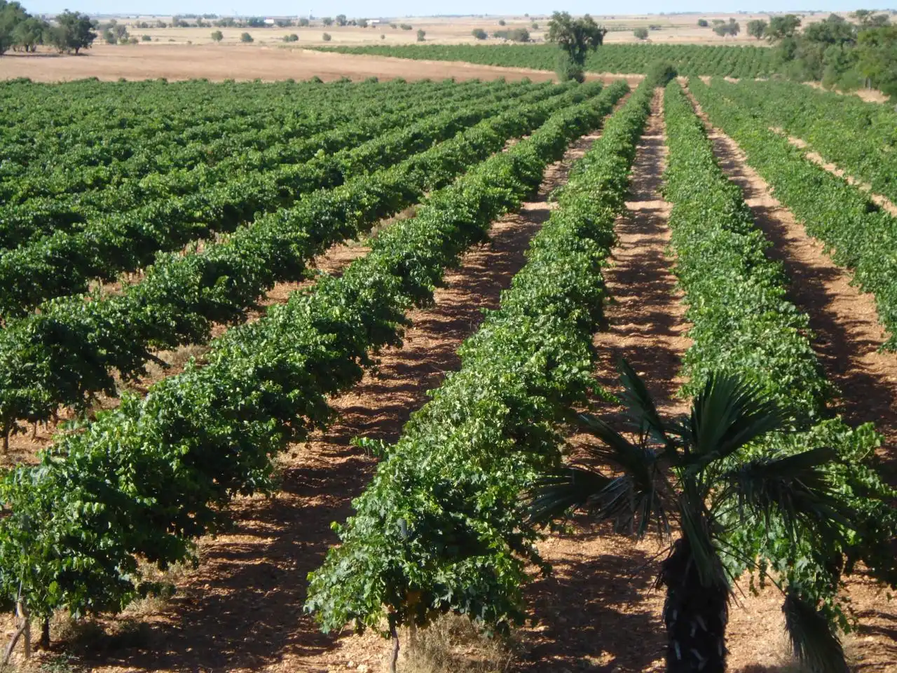 Vista exterior de Finca rústica en venta en Pozorrubio de Santiago con Jardín privado, Piscina y Sauna