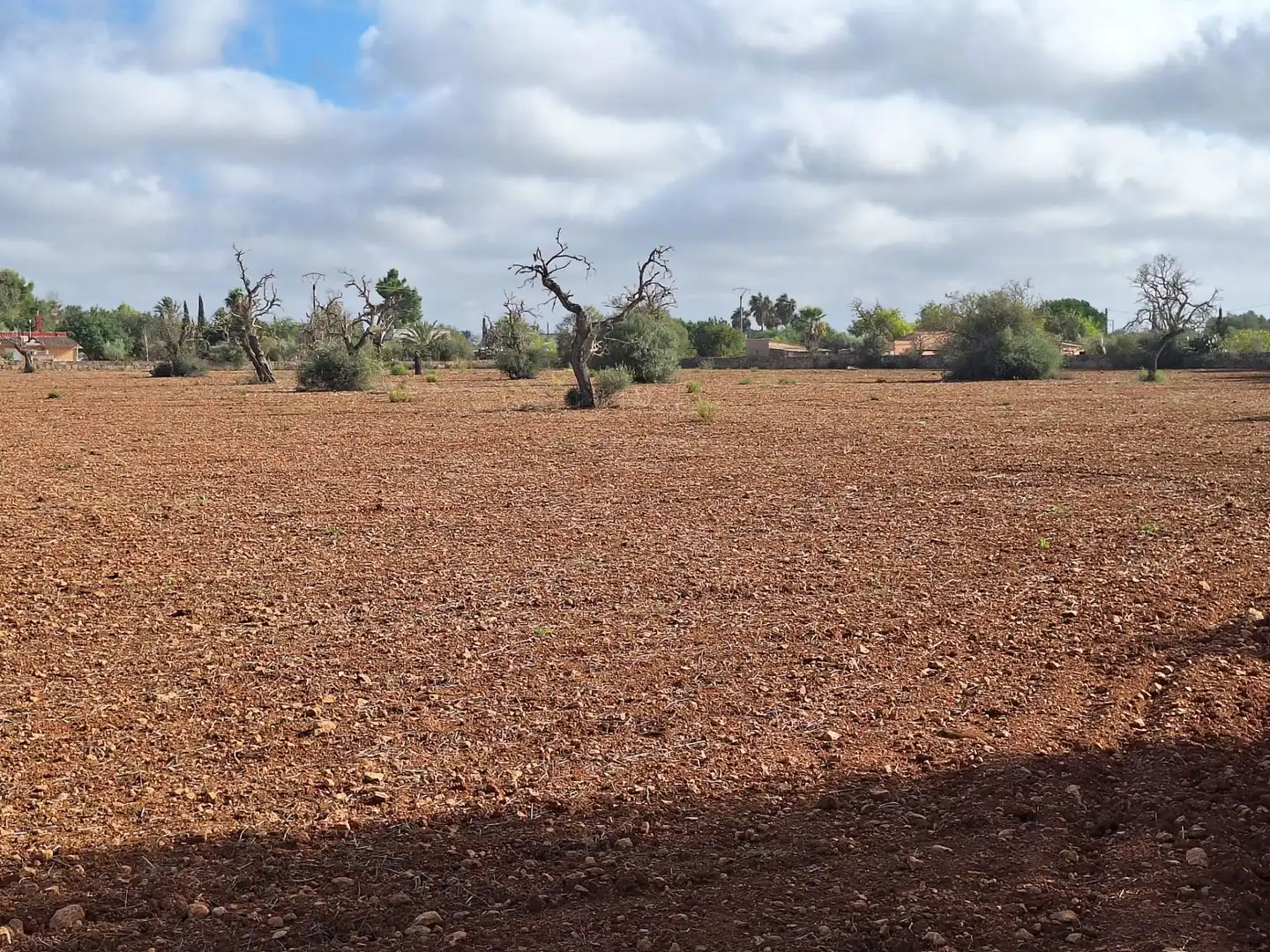 Terreno rustico in vendita a Llucmajor pueblo, imagen 13