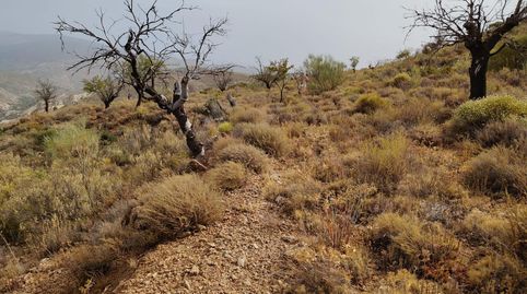 Terreno rústico en venta en Alcolea  4.800 m2 frente al pueblo, immagine 4